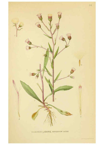 Reproducción/Reproduction 6029268978: Billeder af nordens flora. v.1 København,G.E.C. Gad's forlag,1917-1927