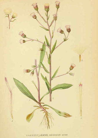 Reproducción/Reproduction 6029268978: Billeder af nordens flora. v.1 København,G.E.C. Gad's forlag,1917-1927