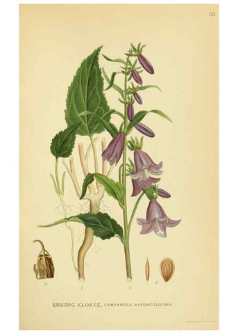 Reproducción/Reproduction 6029274342: Billeder af nordens flora. v.1 København,G.E.C. Gad's forlag,1917-1927