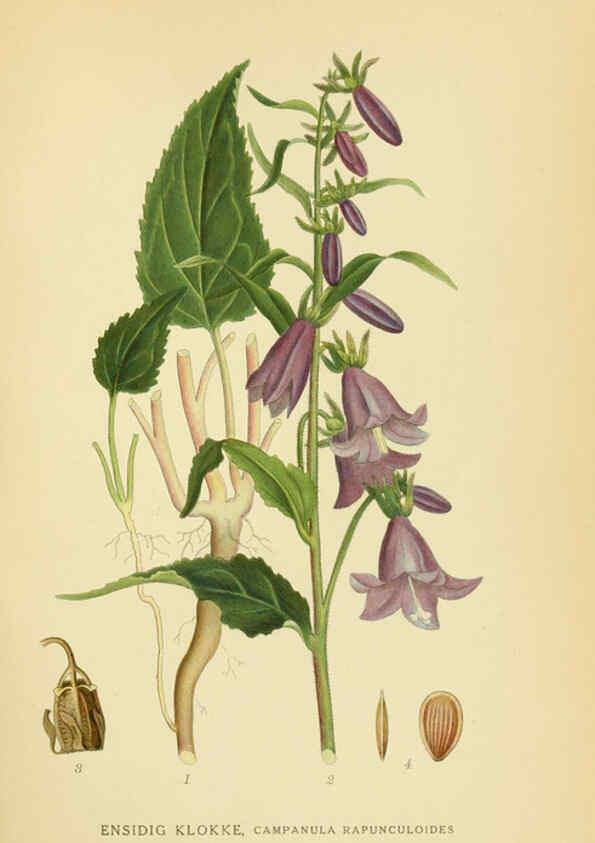 Reproducción/Reproduction 6029274342: Billeder af nordens flora. v.1 København,G.E.C. Gad's forlag,1917-1927