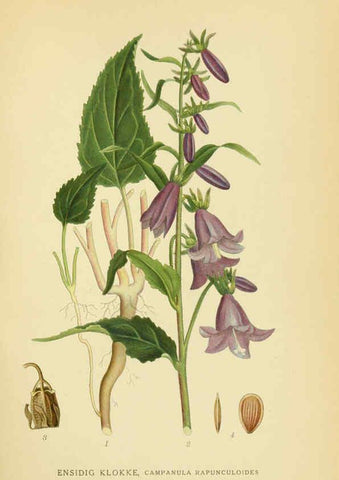Reproducción/Reproduction 6029274342: Billeder af nordens flora. v.1 København,G.E.C. Gad's forlag,1917-1927