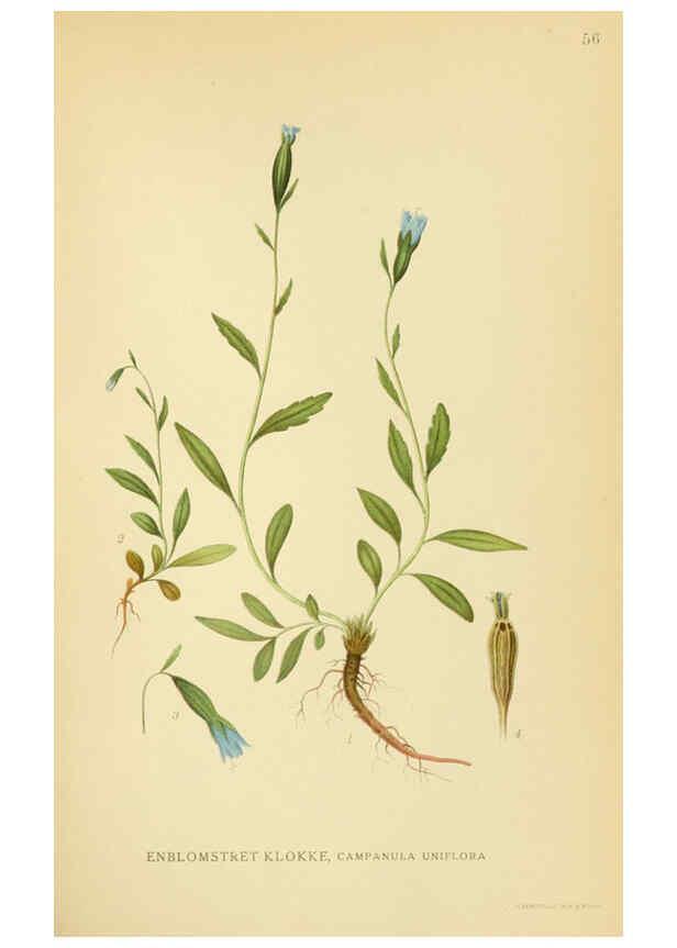 Reproducción/Reproduction 6028722479: Billeder af nordens flora. v.1 København,G.E.C. Gad's forlag,1917-1927