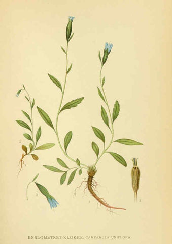 Reproducción/Reproduction 6028722479: Billeder af nordens flora. v.1 København,G.E.C. Gad's forlag,1917-1927