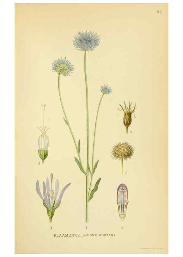 Reproducción/Reproduction 6029274942: Billeder af nordens flora. v.1 København,G.E.C. Gad's forlag,1917-1927