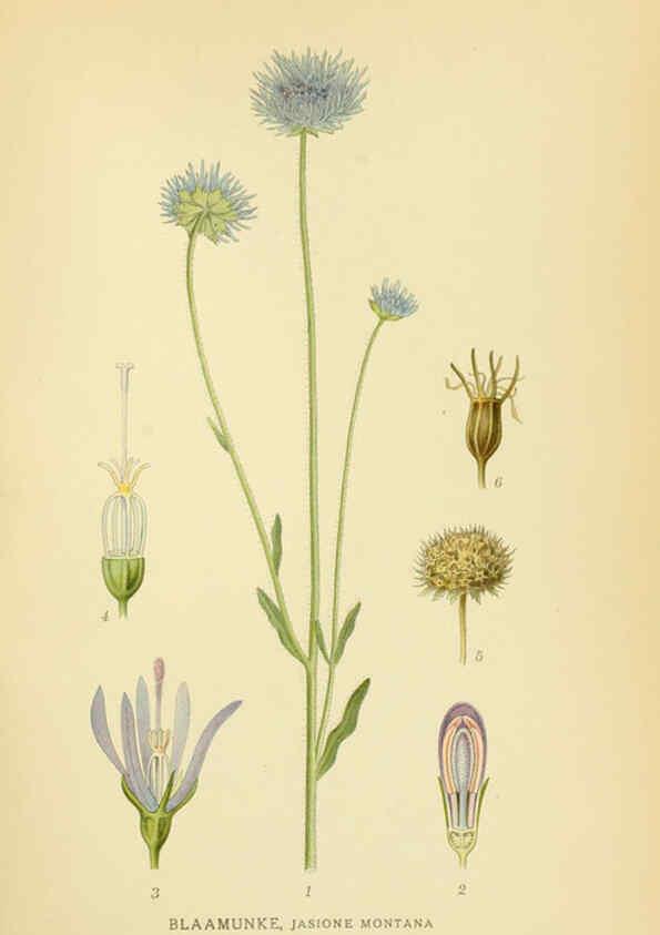 Reproducción/Reproduction 6029274942: Billeder af nordens flora. v.1 København,G.E.C. Gad's forlag,1917-1927