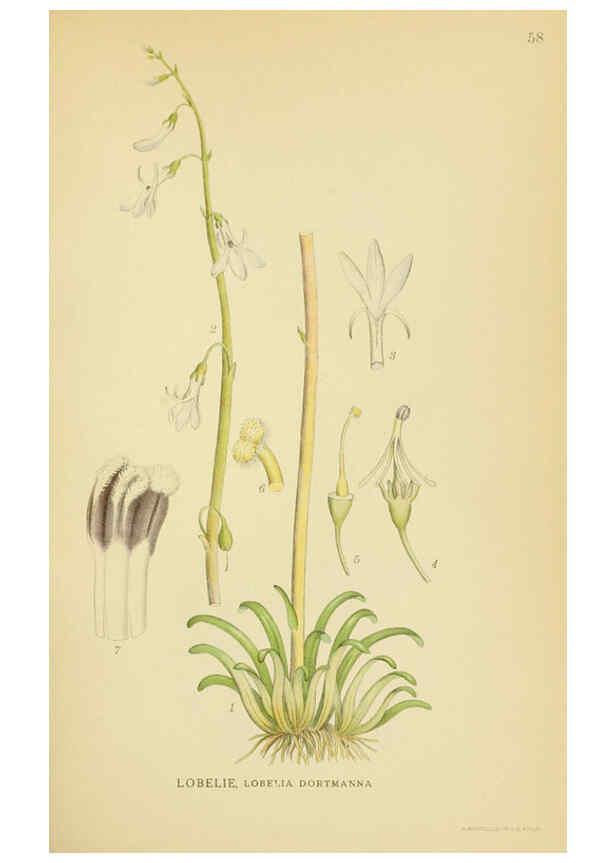 Reproducción/Reproduction 6029275154: Billeder af nordens flora. v.1 København,G.E.C. Gad's forlag,1917-1927