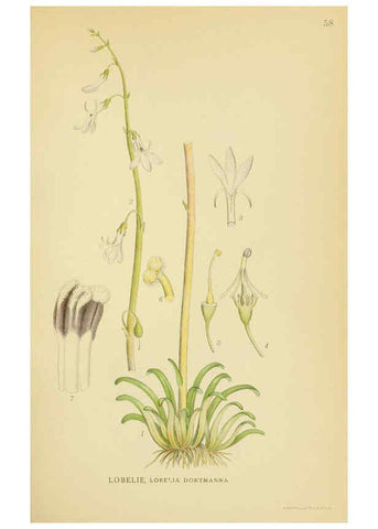 Reproducción/Reproduction 6029275154: Billeder af nordens flora. v.1 København,G.E.C. Gad's forlag,1917-1927