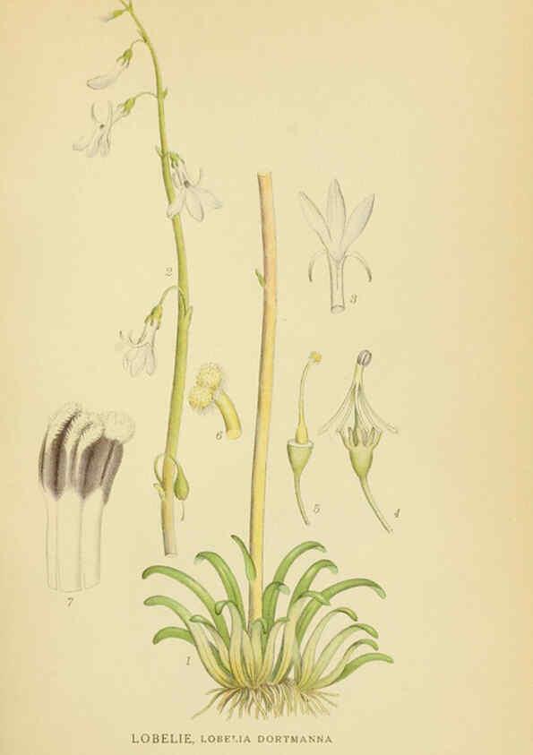 Reproducción/Reproduction 6029275154: Billeder af nordens flora. v.1 København,G.E.C. Gad's forlag,1917-1927