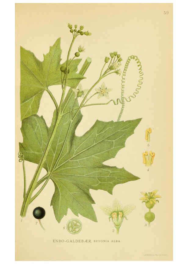Reproducción/Reproduction 6029275394: Billeder af nordens flora. v.1 København,G.E.C. Gad's forlag,1917-1927