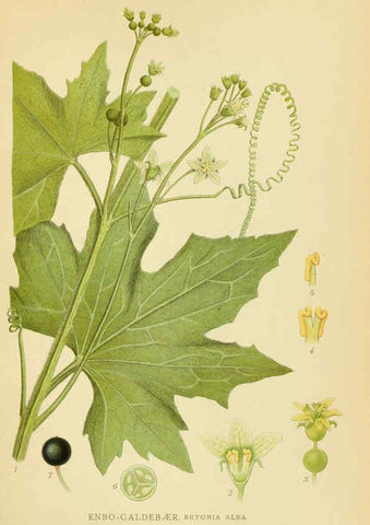 Reproducción/Reproduction 6029275394: Billeder af nordens flora. v.1 København,G.E.C. Gad's forlag,1917-1927