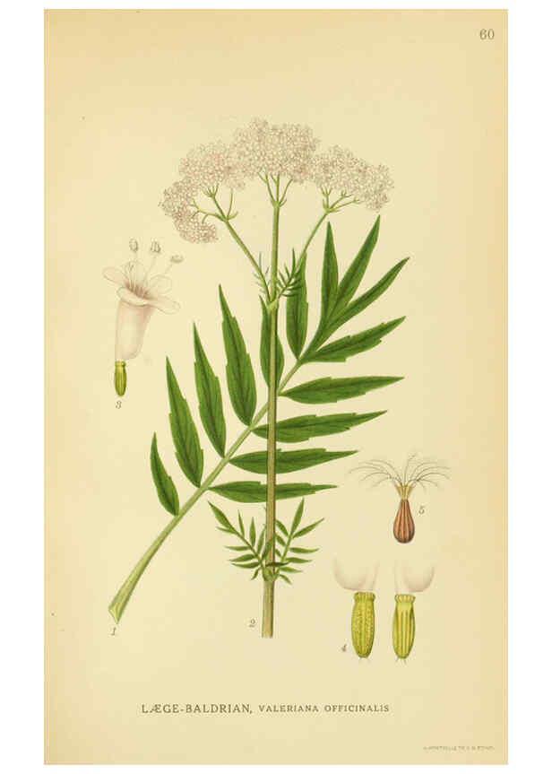 Reproducción/Reproduction 6028723575: Billeder af nordens flora. v.1 København,G.E.C. Gad's forlag,1917-1927