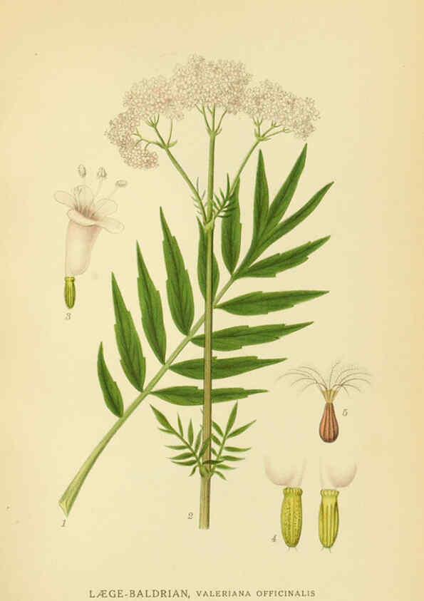 Reproducción/Reproduction 6028723575: Billeder af nordens flora. v.1 København,G.E.C. Gad's forlag,1917-1927