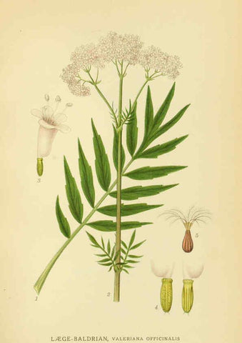 Reproducción/Reproduction 6028723575: Billeder af nordens flora. v.1 København,G.E.C. Gad's forlag,1917-1927