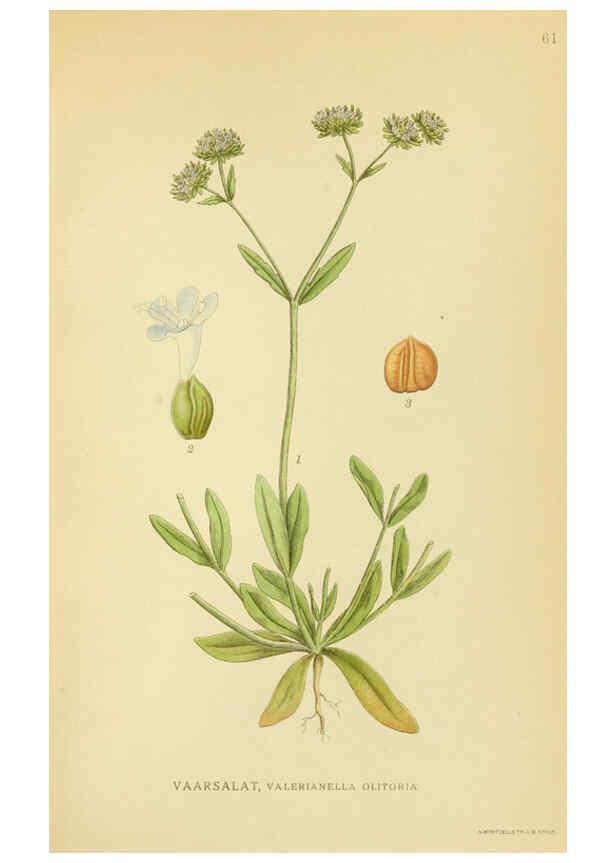 Reproducción/Reproduction 6028723785: Billeder af nordens flora. v.1 København,G.E.C. Gad's forlag,1917-1927