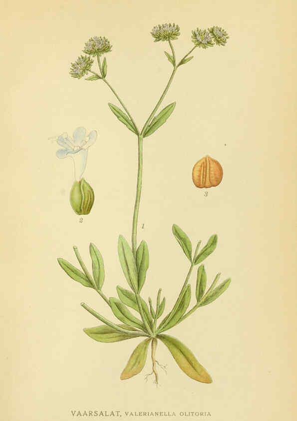Reproducción/Reproduction 6028723785: Billeder af nordens flora. v.1 København,G.E.C. Gad's forlag,1917-1927