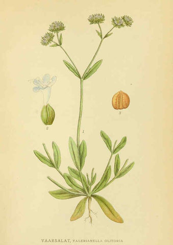 Reproducción/Reproduction 6028723785: Billeder af nordens flora. v.1 København,G.E.C. Gad's forlag,1917-1927