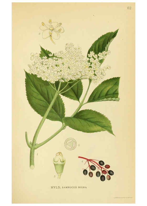 Reproducción/Reproduction 6028724003: Billeder af nordens flora. v.1 København,G.E.C. Gad's forlag,1917-1927