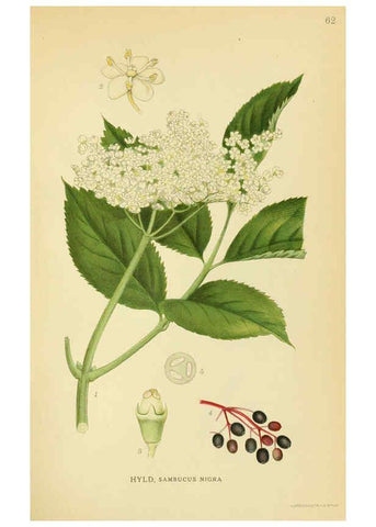 Reproducción/Reproduction 6028724003: Billeder af nordens flora. v.1 København,G.E.C. Gad's forlag,1917-1927