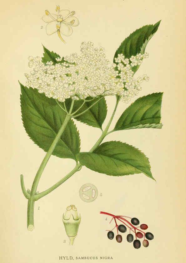 Reproducción/Reproduction 6028724003: Billeder af nordens flora. v.1 København,G.E.C. Gad's forlag,1917-1927