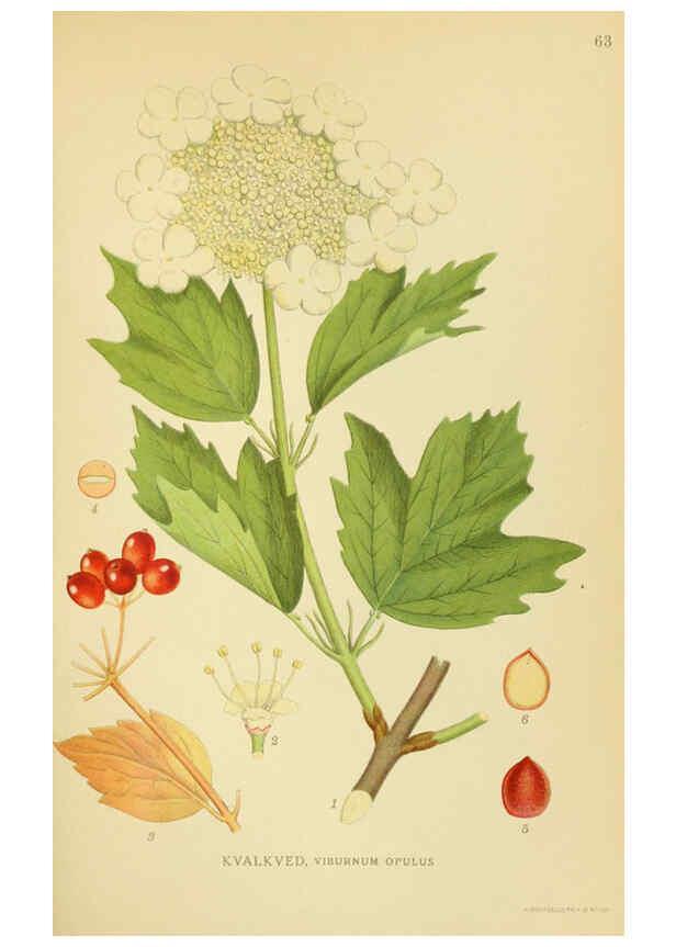 Reproducción/Reproduction 6029276370: Billeder af nordens flora. v.1 København,G.E.C. Gad's forlag,1917-1927