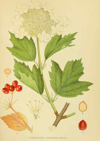 Reproducción/Reproduction 6029276370: Billeder af nordens flora. v.1 København,G.E.C. Gad's forlag,1917-1927