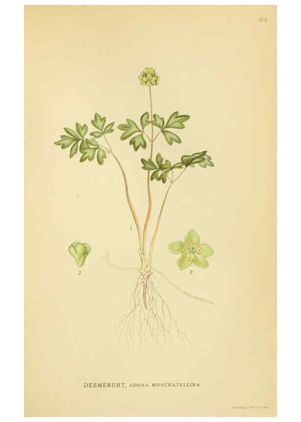 Reproducción/Reproduction 6028724531: Billeder af nordens flora. v.1 København,G.E.C. Gad's forlag,1917-1927