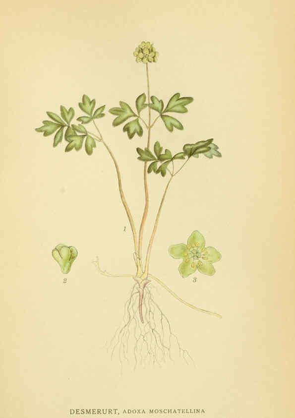 Reproducción/Reproduction 6028724531: Billeder af nordens flora. v.1 København,G.E.C. Gad's forlag,1917-1927