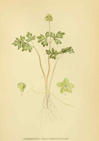 Reproducción/Reproduction 6028724531: Billeder af nordens flora. v.1 København,G.E.C. Gad's forlag,1917-1927