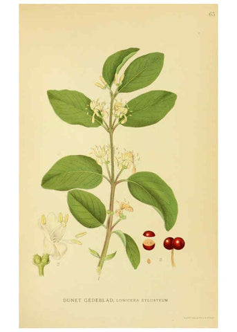 Reproducción/Reproduction 6028724833: Billeder af nordens flora. v.1 København,G.E.C. Gad's forlag,1917-1927