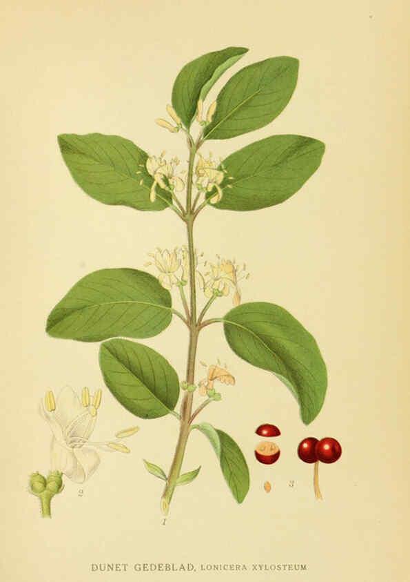 Reproducción/Reproduction 6028724833: Billeder af nordens flora. v.1 København,G.E.C. Gad's forlag,1917-1927