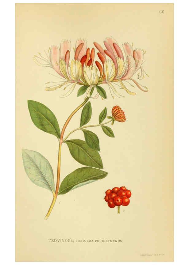 Reproducción/Reproduction 6029347822: Billeder af nordens flora. v.1 København,G.E.C. Gad's forlag,1917-1927