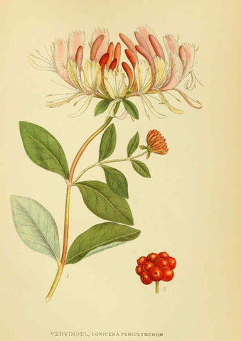 Reproducción/Reproduction 6029347822: Billeder af nordens flora. v.1 København,G.E.C. Gad's forlag,1917-1927