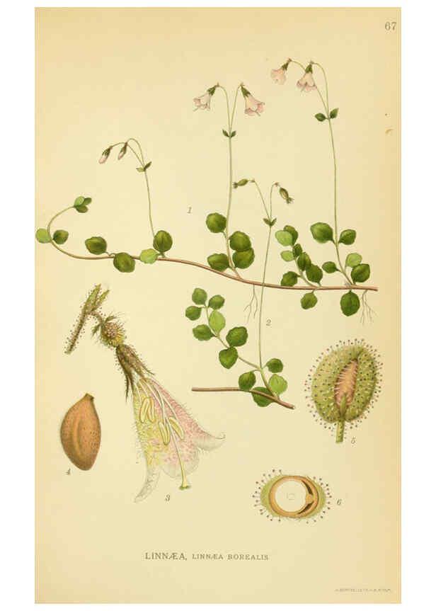 Reproducción/Reproduction 6028795613: Billeder af nordens flora. v.1 København,G.E.C. Gad's forlag,1917-1927