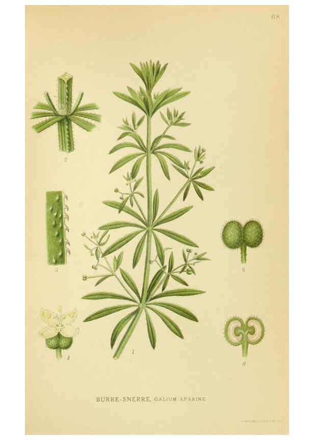 Reproducción/Reproduction 6029348610: Billeder af nordens flora. v.1 København,G.E.C. Gad's forlag,1917-1927