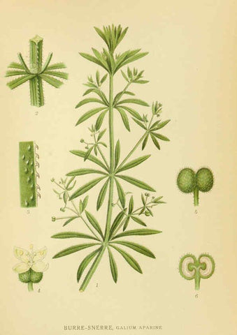 Reproducción/Reproduction 6029348610: Billeder af nordens flora. v.1 København,G.E.C. Gad's forlag,1917-1927