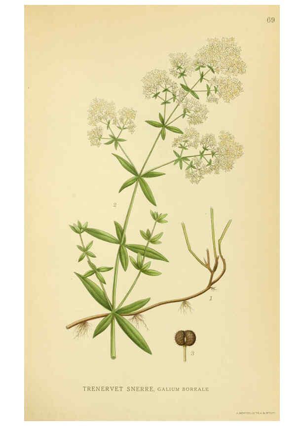 Reproducción/Reproduction 6029348858: Billeder af nordens flora. v.1 København,G.E.C. Gad's forlag,1917-1927