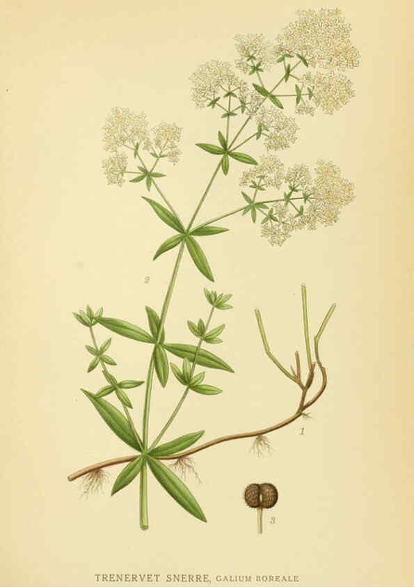 Reproducción/Reproduction 6029348858: Billeder af nordens flora. v.1 København,G.E.C. Gad's forlag,1917-1927