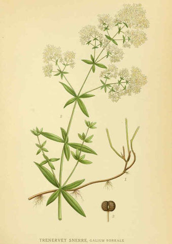 Reproducción/Reproduction 6029348858: Billeder af nordens flora. v.1 København,G.E.C. Gad's forlag,1917-1927