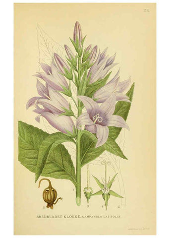 Reproducción/Reproduction 6029274050: Billeder af nordens flora. v.1 København,G.E.C. Gad's forlag,1917-1927