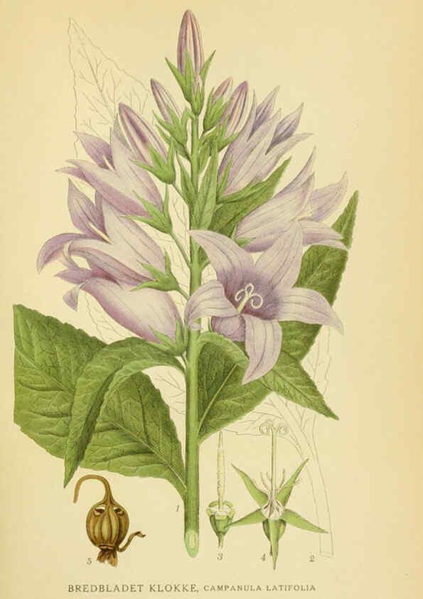 Reproducción/Reproduction 6029274050: Billeder af nordens flora. v.1 København,G.E.C. Gad's forlag,1917-1927