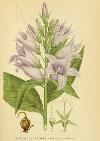 Reproducción/Reproduction 6029274050: Billeder af nordens flora. v.1 København,G.E.C. Gad's forlag,1917-1927