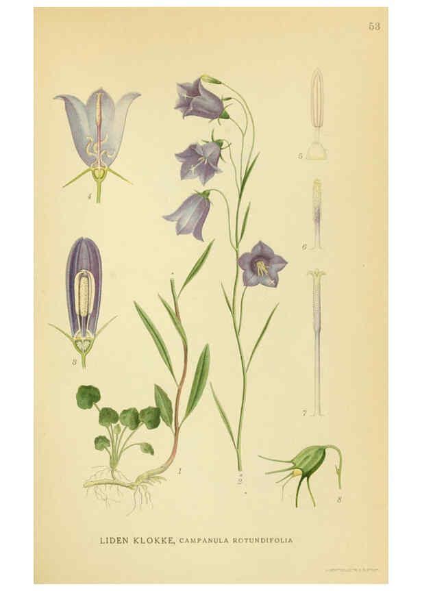 Reproducción/Reproduction 6029273846: Billeder af nordens flora. v.1 København,G.E.C. Gad's forlag,1917-1927