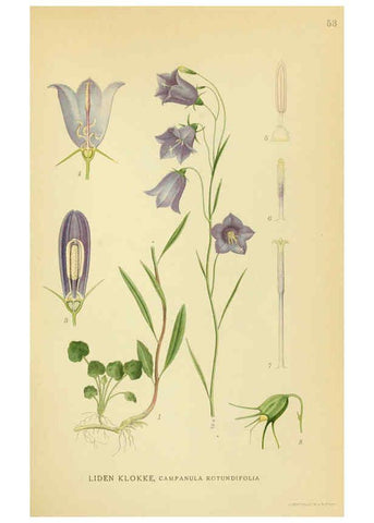 Reproducción/Reproduction 6029273846: Billeder af nordens flora. v.1 København,G.E.C. Gad's forlag,1917-1927