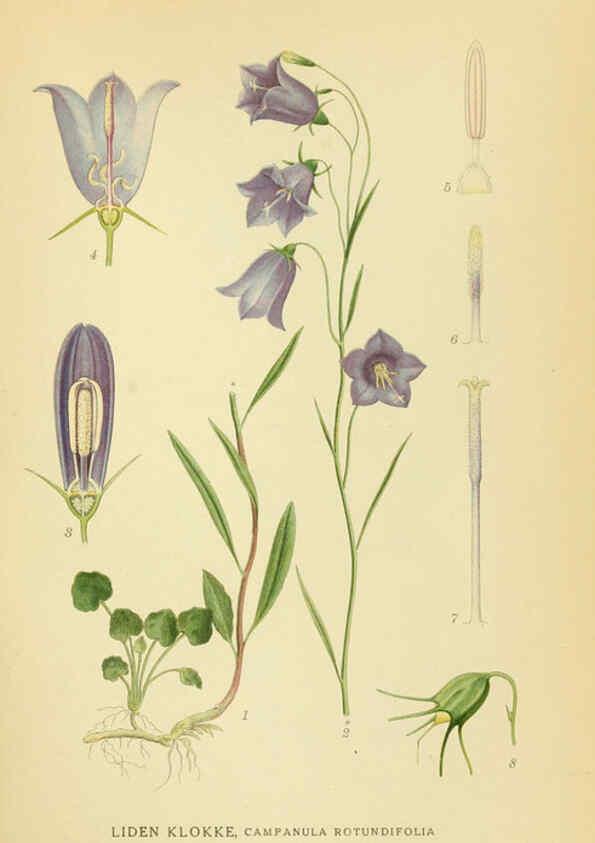 Reproducción/Reproduction 6029273846: Billeder af nordens flora. v.1 København,G.E.C. Gad's forlag,1917-1927