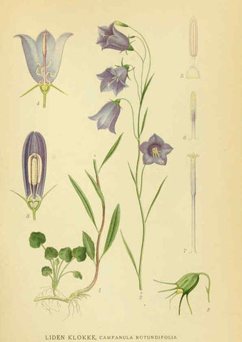 Reproducción/Reproduction 6029273846: Billeder af nordens flora. v.1 København,G.E.C. Gad's forlag,1917-1927