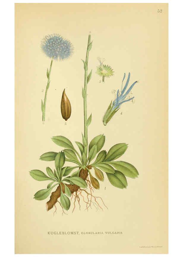 Reproducción/Reproduction 6028721429: Billeder af nordens flora. v.1 København,G.E.C. Gad's forlag,1917-1927