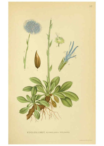 Reproducción/Reproduction 6028721429: Billeder af nordens flora. v.1 København,G.E.C. Gad's forlag,1917-1927