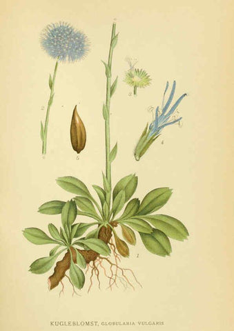 Reproducción/Reproduction 6028721429: Billeder af nordens flora. v.1 København,G.E.C. Gad's forlag,1917-1927