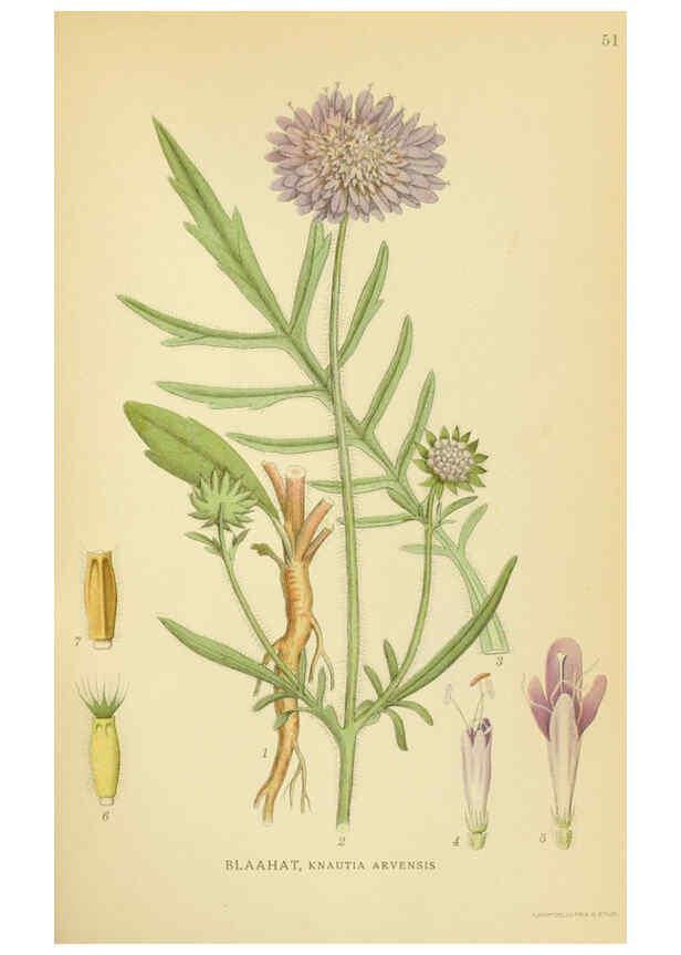 Reproducción/Reproduction 6028721237: Billeder af nordens flora. v.1 København,G.E.C. Gad's forlag,1917-1927