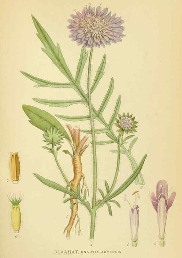 Reproducción/Reproduction 6028721237: Billeder af nordens flora. v.1 København,G.E.C. Gad's forlag,1917-1927